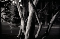 Savannah Tree