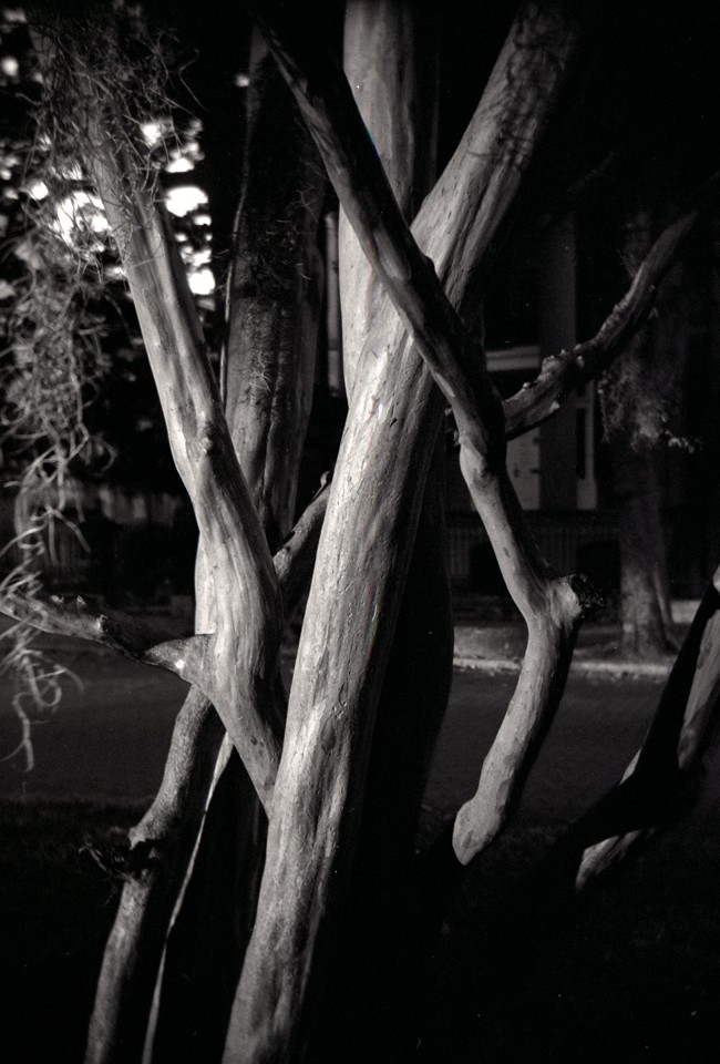 Savannah Tree