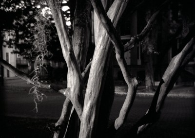 Savannah_Tree